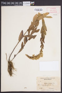 Solidago fistulosa image