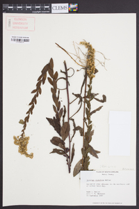 Solidago fistulosa image