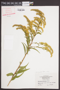 Solidago gigantea var. gigantea image