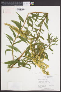 Solidago gigantea var. gigantea image