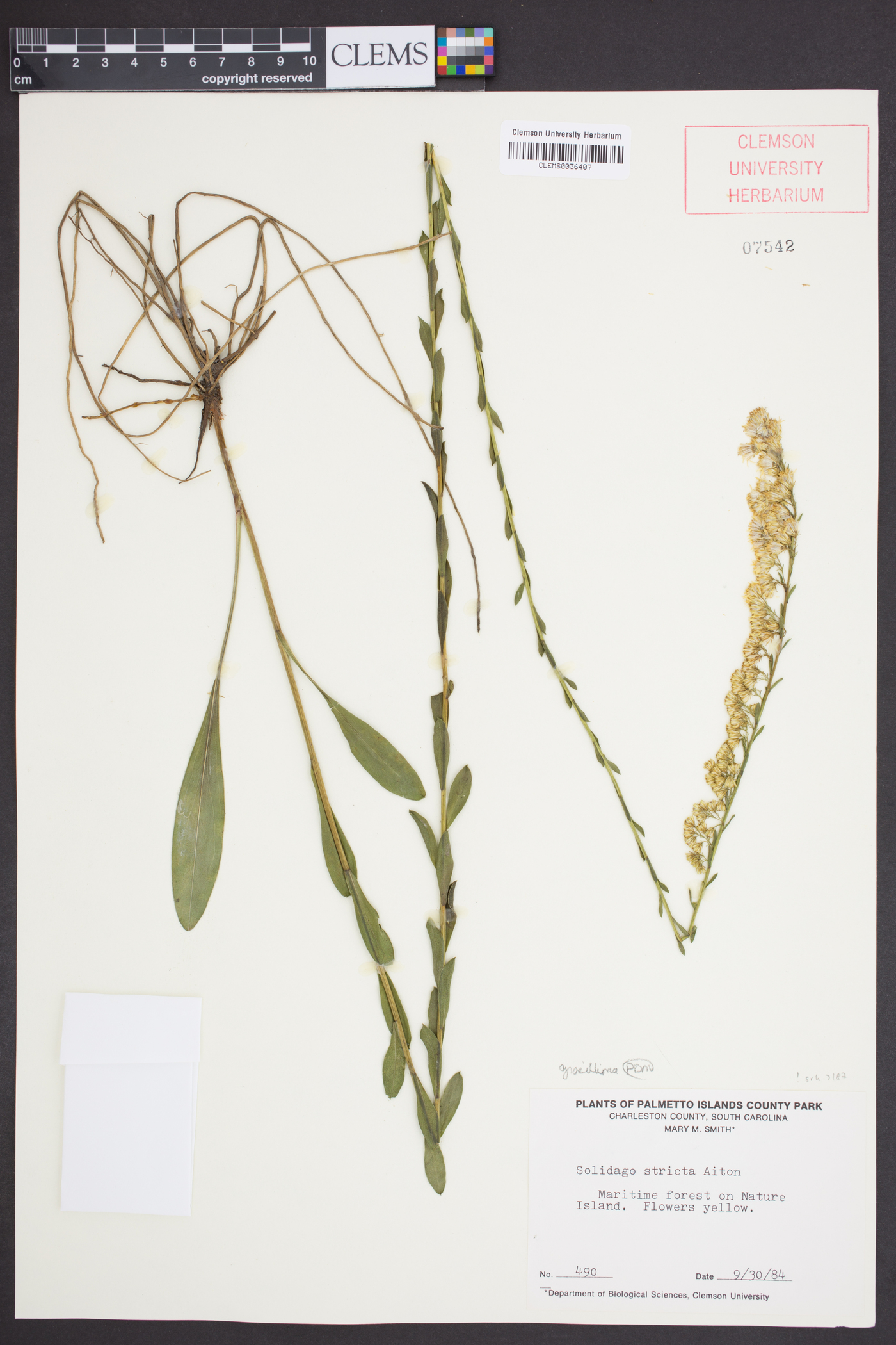 Solidago gracillima image