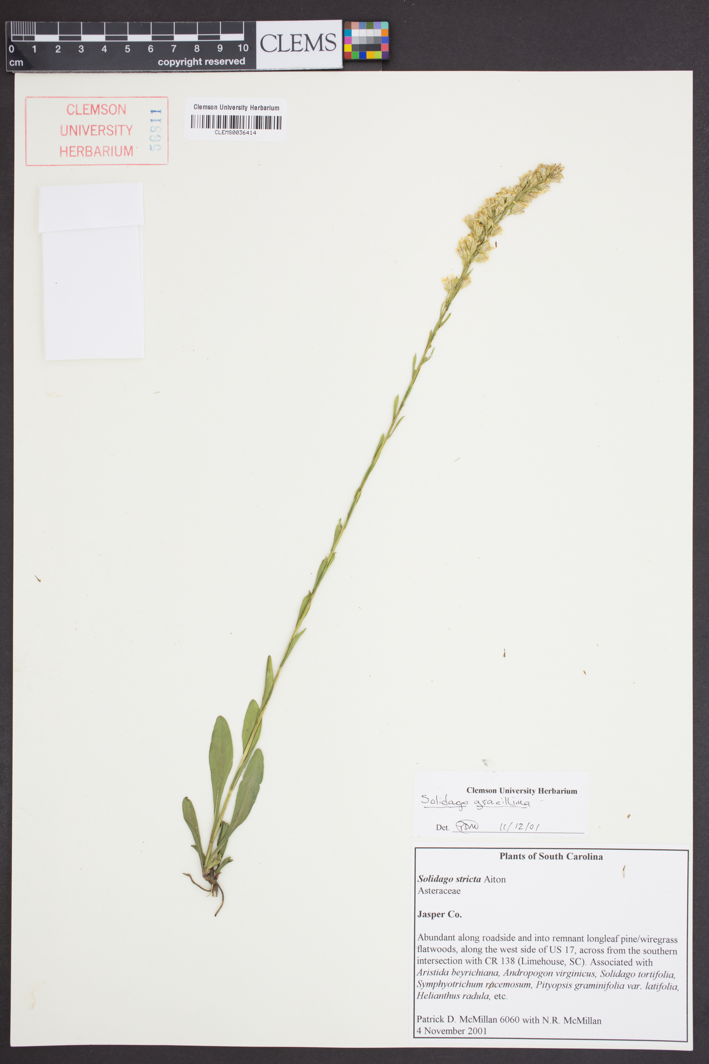 Solidago gracillima image