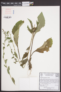 Solidago hispida image