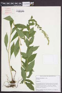 Solidago latissimifolia image