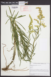 Solidago leavenworthii image