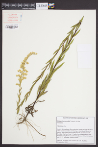 Solidago leavenworthii image