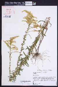 Solidago leavenworthii image