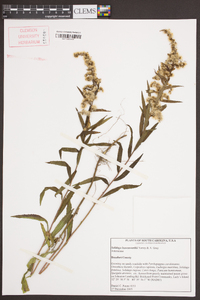 Solidago leavenworthii image