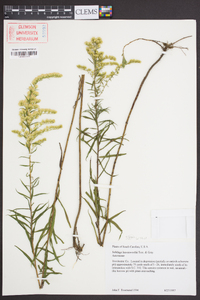 Solidago leavenworthii image