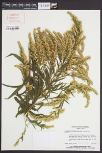 Solidago leavenworthii image