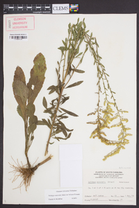 Solidago nemoralis var. haleana image