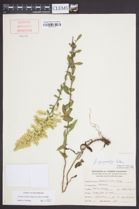 Solidago nemoralis var. haleana image