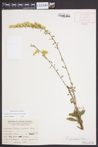 Solidago nemoralis var. haleana image