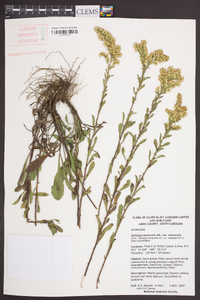 Solidago nemoralis var. nemoralis image