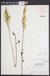 Solidago nemoralis var. haleana image