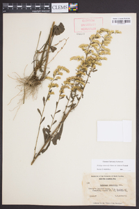 Solidago nemoralis var. haleana image