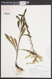 Solidago nemoralis var. haleana image