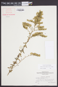 Solidago nemoralis var. haleana image