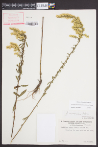 Solidago nemoralis var. haleana image