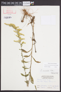 Solidago nemoralis var. haleana image