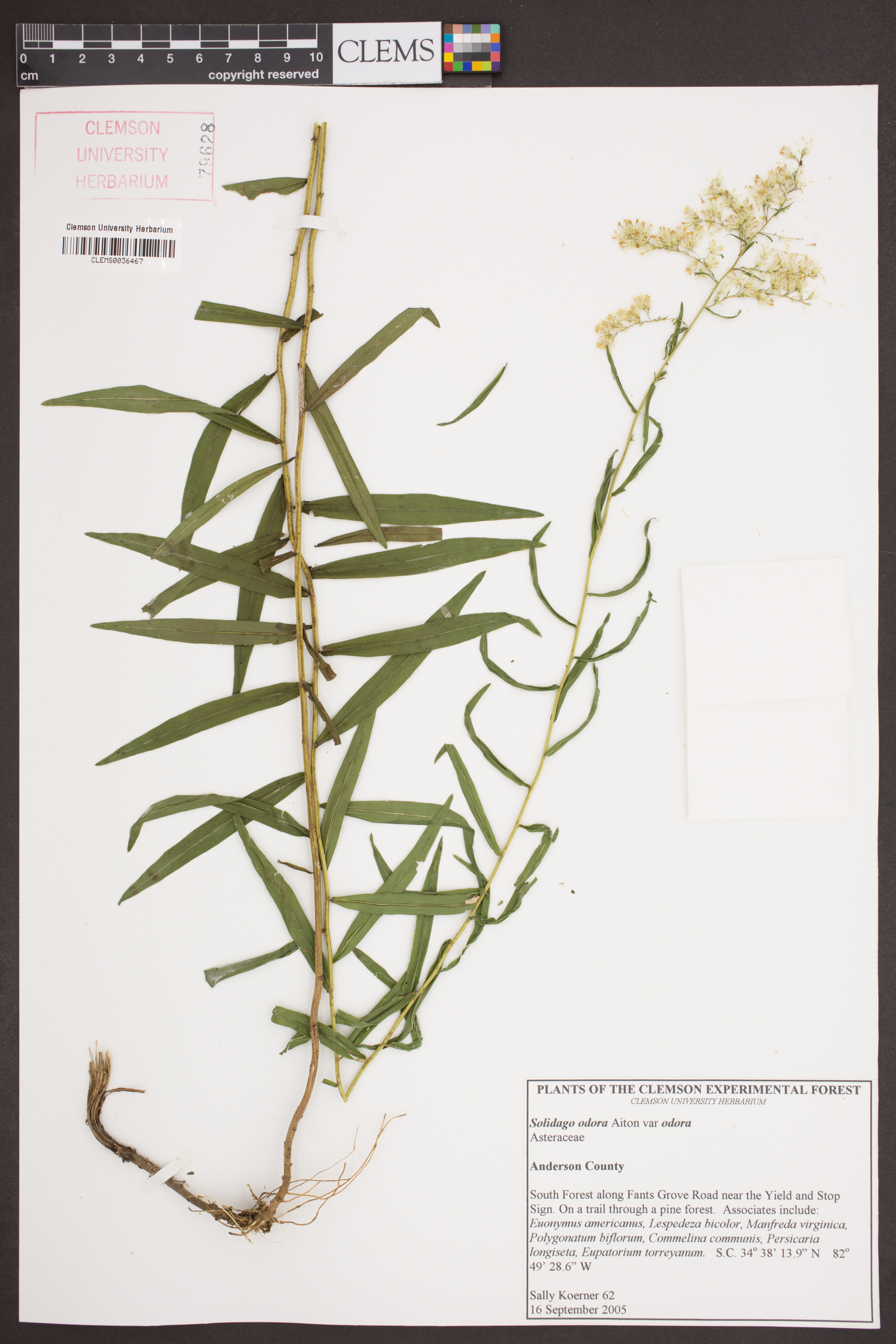 Solidago odora var. odora image