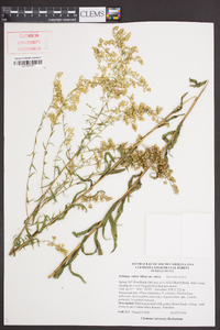 Solidago odora var. odora image