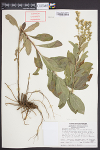 Solidago petiolaris image