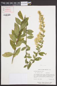 Solidago petiolaris image