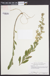 Solidago petiolaris image