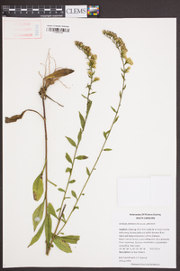 Solidago petiolaris image