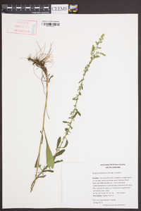 Solidago petiolaris image