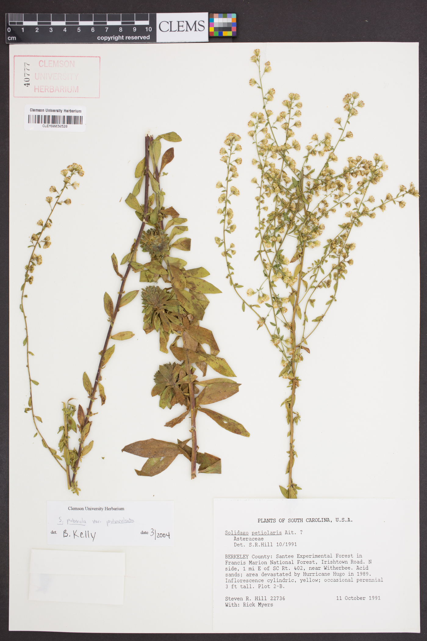 Solidago puberula subsp. pulverulenta image