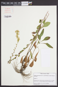 Solidago puberula subsp. pulverulenta image