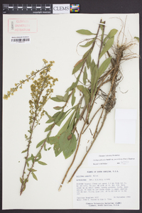 Solidago puberula image