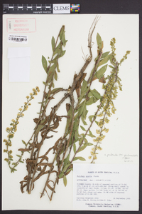 Solidago puberula image