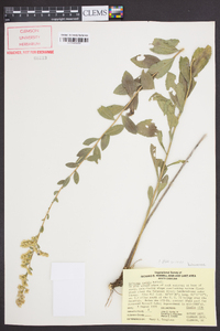 Solidago radula image