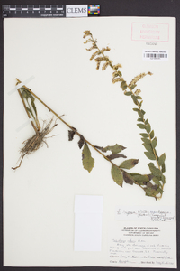 Solidago rugosa subsp. aspera image