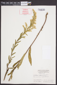 Solidago sempervirens image