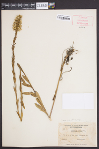 Solidago stricta image