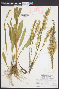 Solidago stricta image