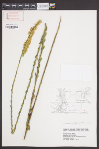 Solidago stricta image