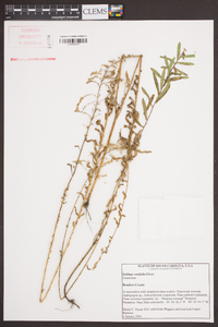 Solidago tortifolia image