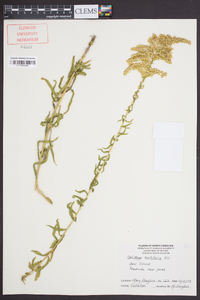 Solidago tortifolia image