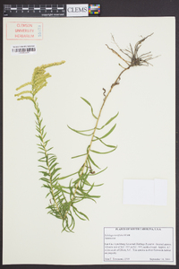 Solidago tortifolia image