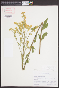 Solidago verna image