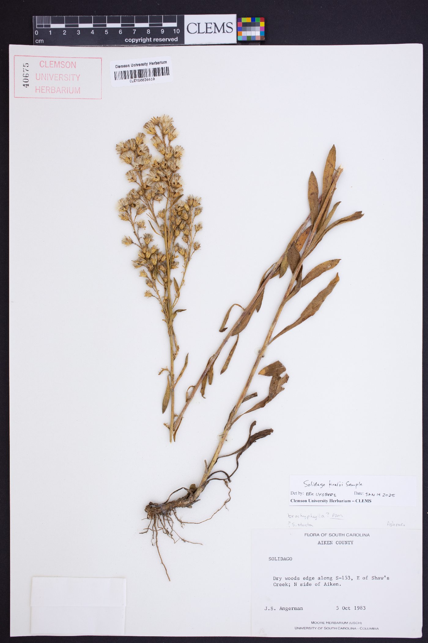 Solidago kralii image
