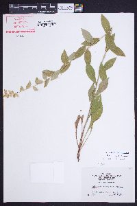 Solidago brachyphylla image