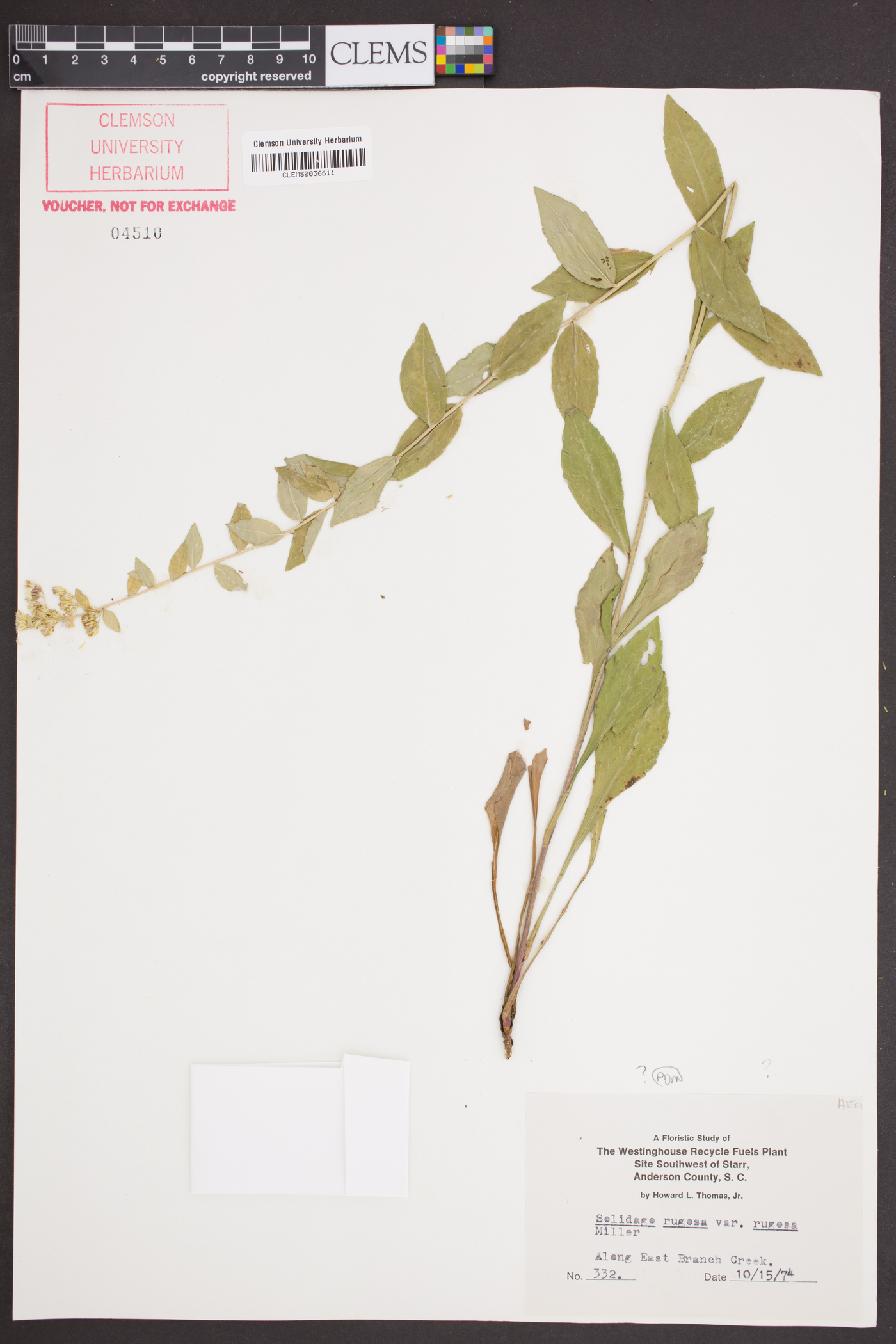 Solidago brachyphylla image
