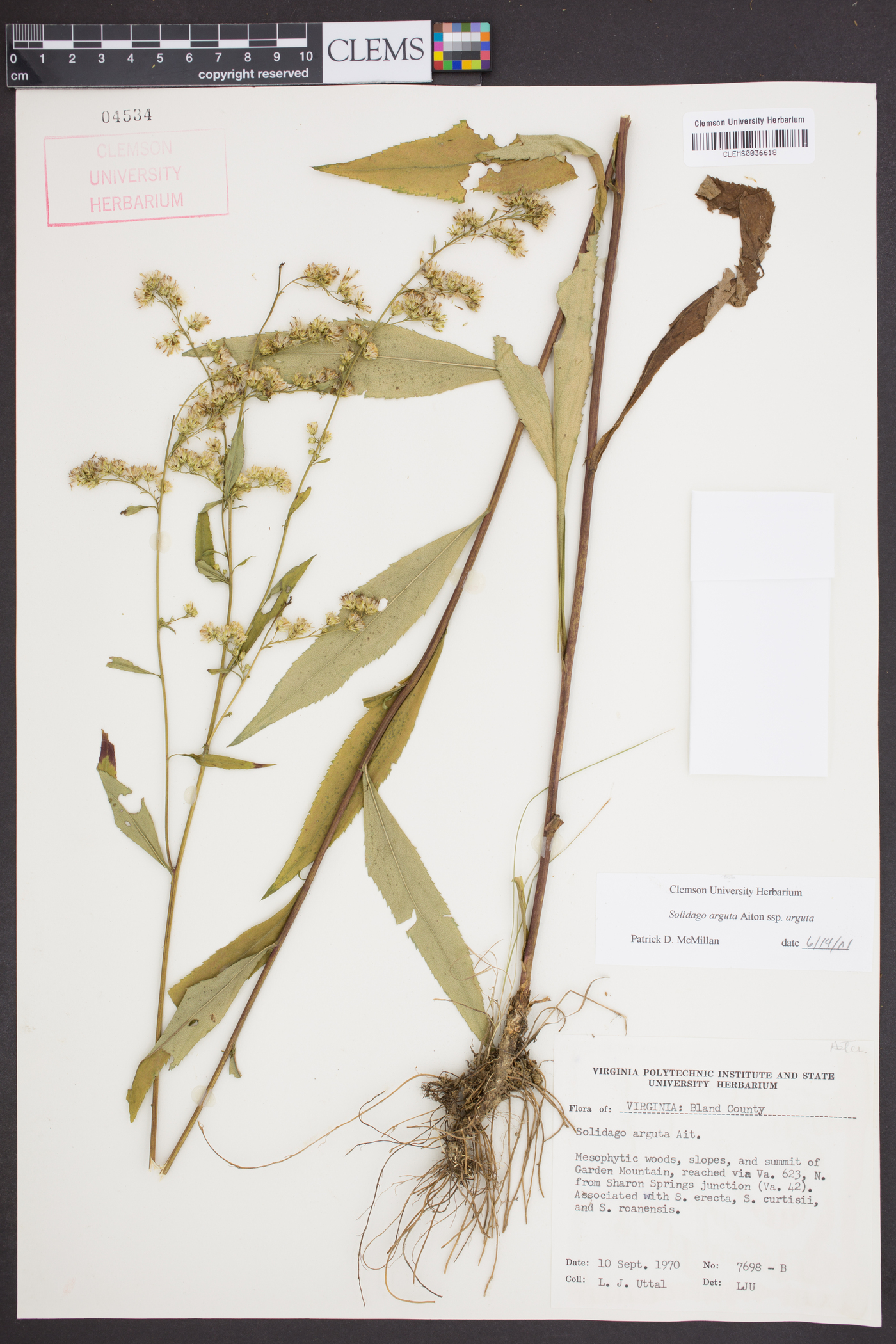 Solidago arguta subsp. arguta image
