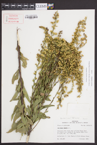 Solidago arguta subsp. caroliniana image